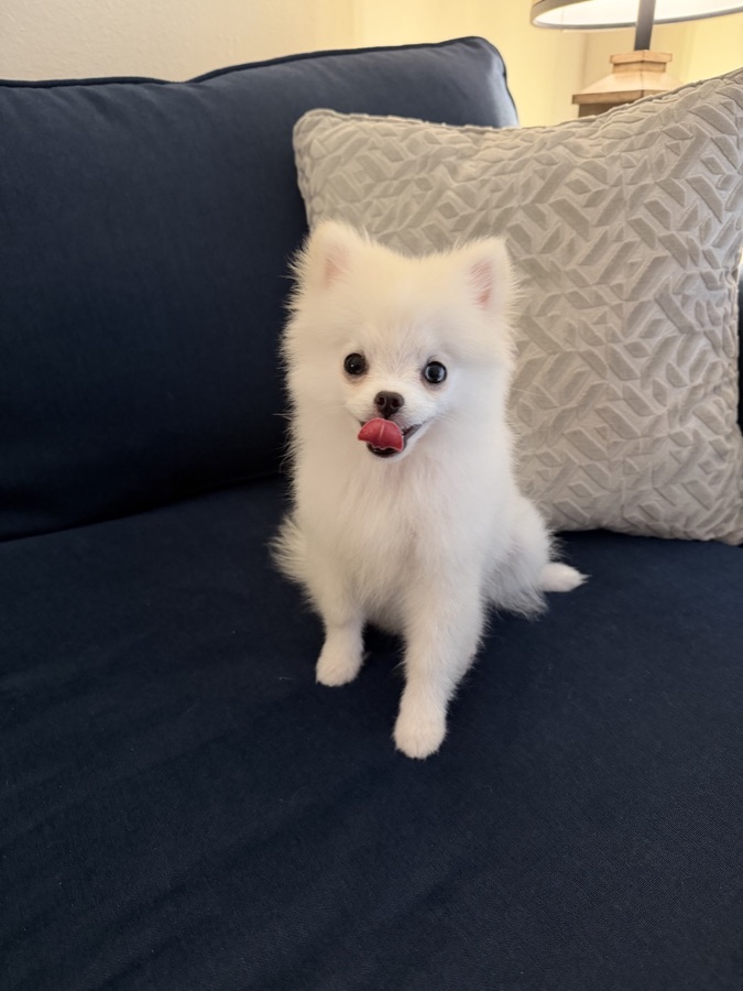 A fluffy white Pomeranian sitting on a navy couch with its tongue out